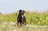 BEAUCERON 210